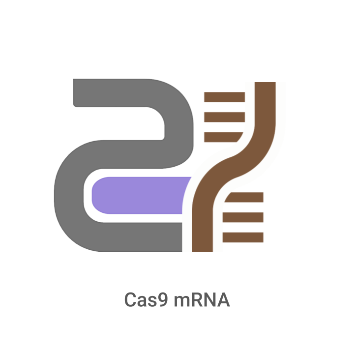 Cas9 mRNA diagram with gray, purple, and brown elements on a white background