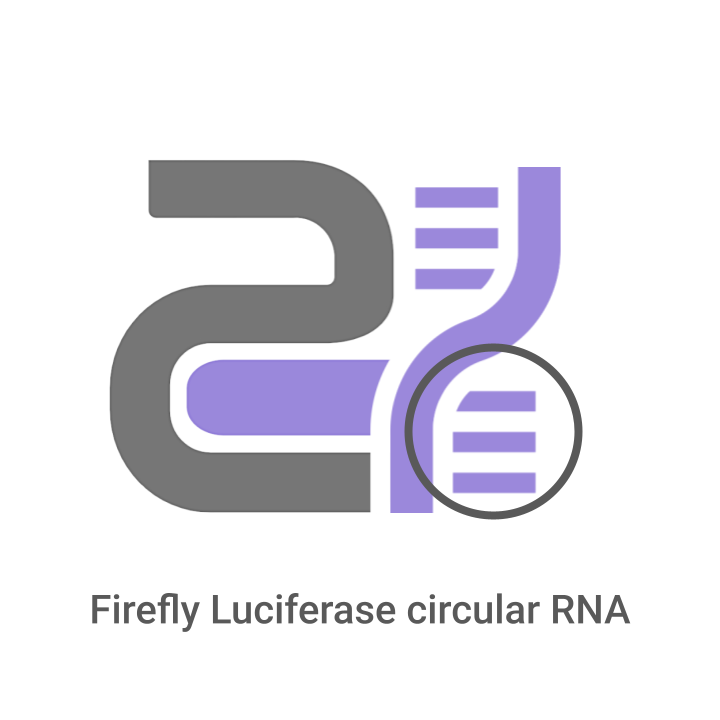 FLuc circular RNA