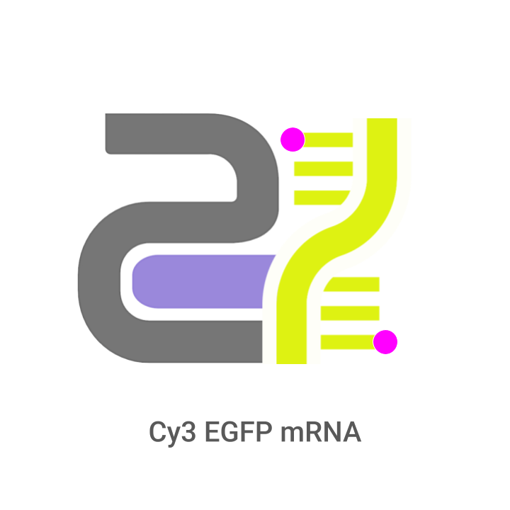 Logo with DNA strand and text 'Cy3 EGFP mRNA' on a white background