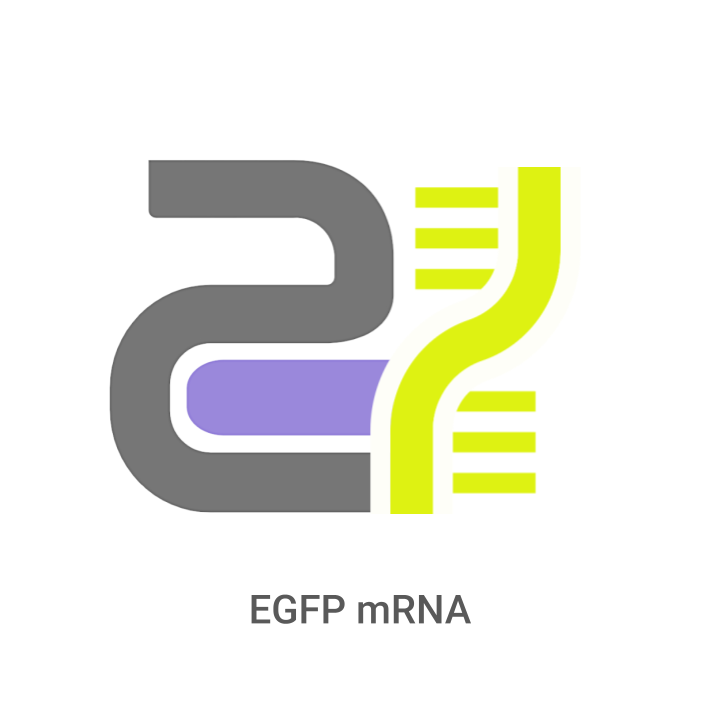 Logo with DNA strand and text 'EGFP mRNA' on a white background
