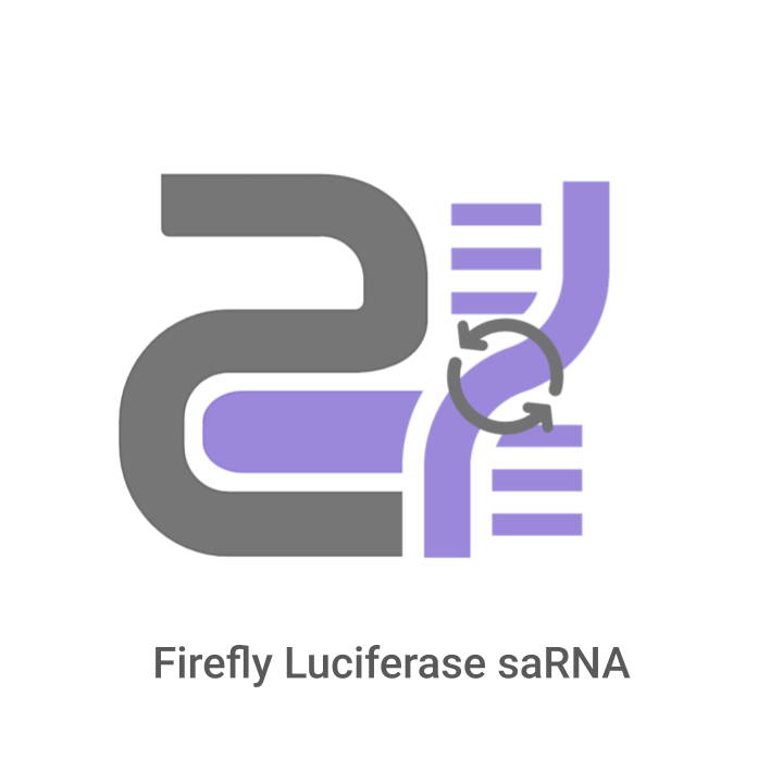 Logo of Firefly Luciferase saRNA with gray and purple design on a white background