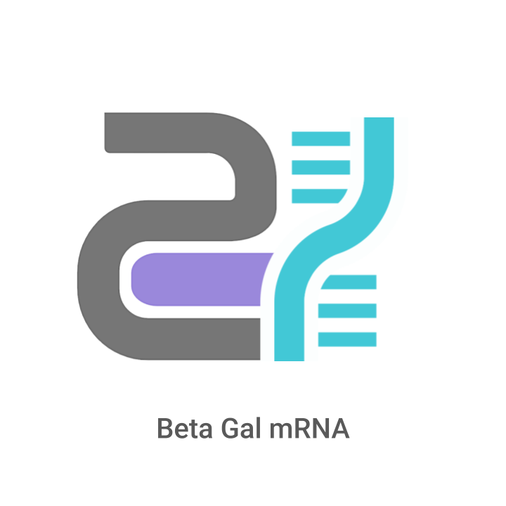 Logo with DNA strand and text 'Beta Gal mRNA' on a white background