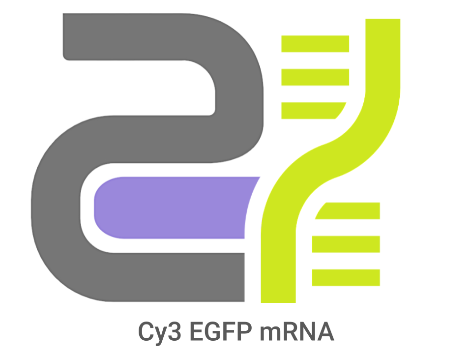 CatPure™ EGFP mRNA Cy3 Labeled