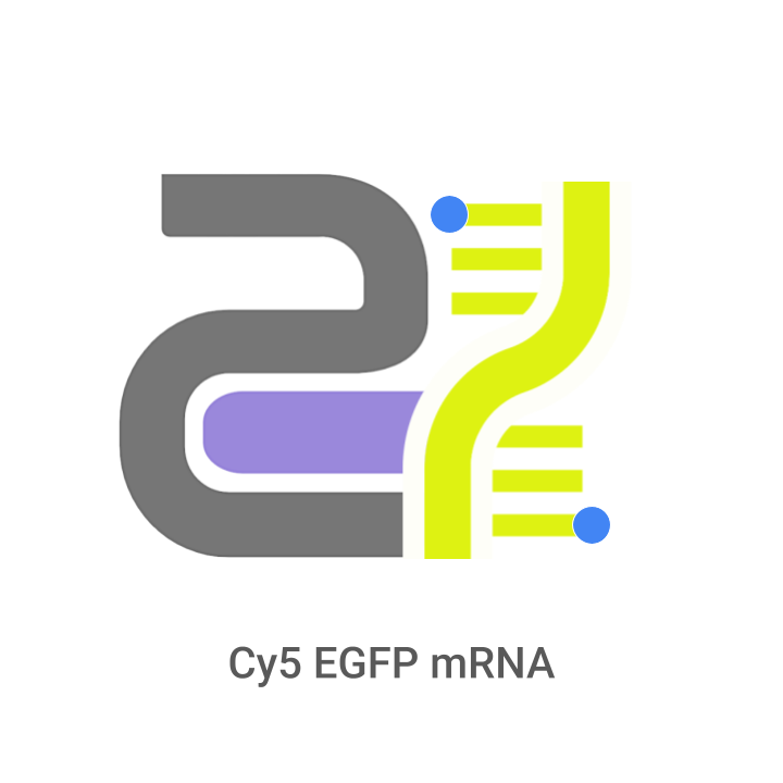 Logo with text 'Cy5 EGFP mRNA' featuring a stylized DNA strand on a white background.