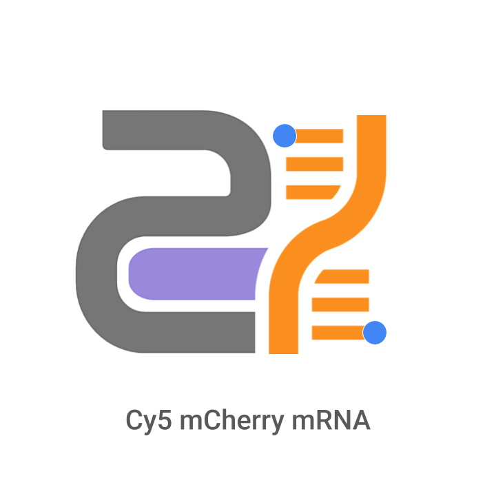 Logo with DNA strand and text 'Cy5 mCherry mRNA' on a white background