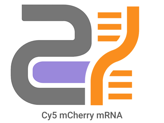 CatPure™ mCherry mRNA Cy5 Labeled