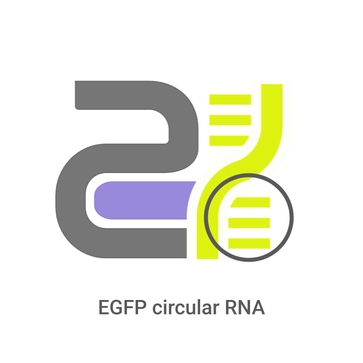 EGFP circular RNA