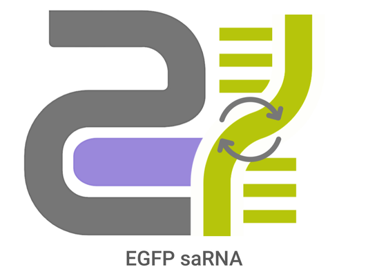 CatPure™ EGFP saRNA