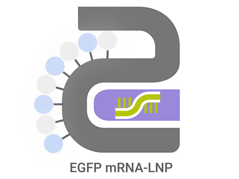 EGFP mRNA-LNP