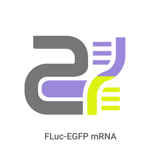 amrna Logo with DNA strands and 'FLuc-EGFP mRNA' text on a white background