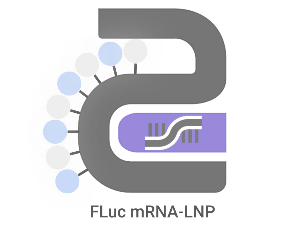 FLuc mRNA-LNP