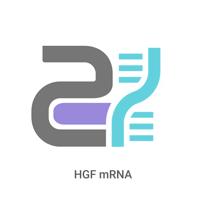 Logo with DNA strand and text 'HGF mRNA' on a white background