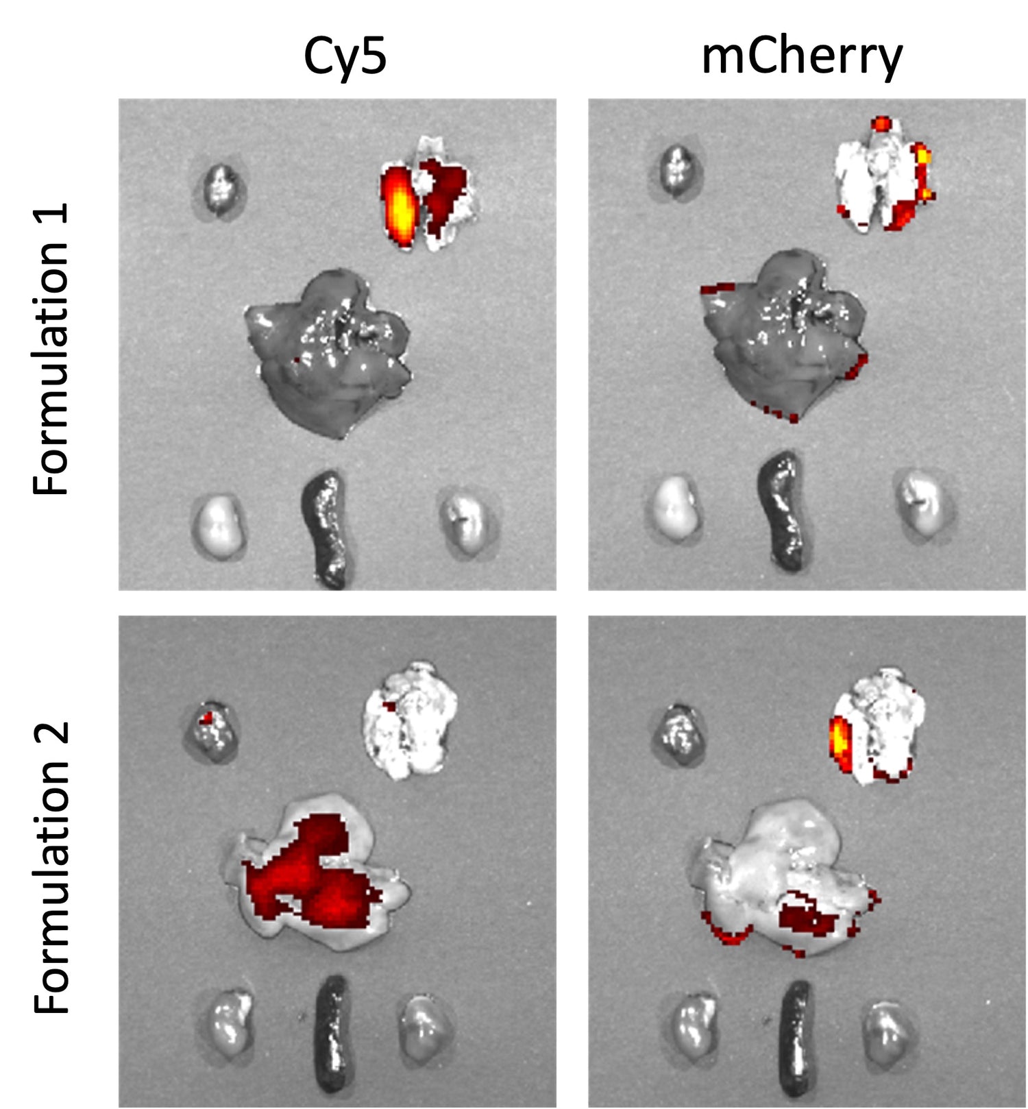 cy5 mCherry mRNA in vivo expression with two different LNP formulation