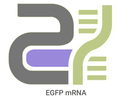 CatPure™ EGFP mRNA