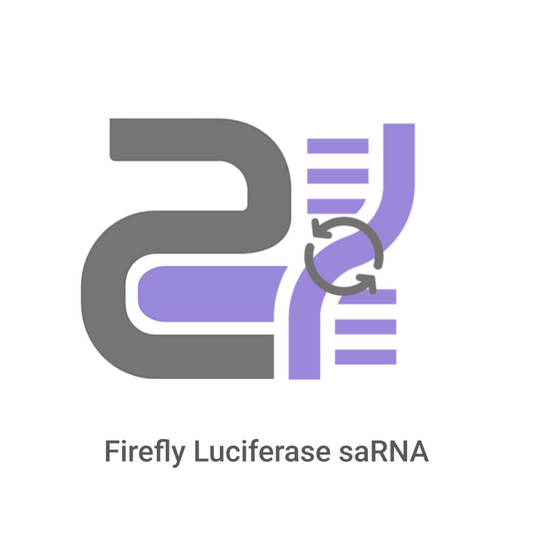 Logo of Firefly Luciferase saRNA with gray and purple design on a white background