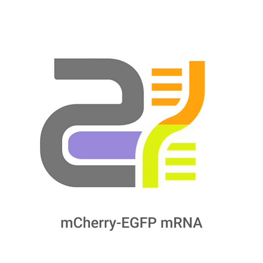 Logo with colorful DNA strands and text 'mCherry-EGFP mRNA' on a white background