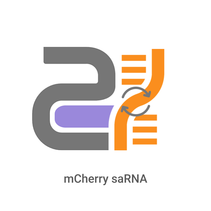 Logo with gray, purple, and orange elements on a white background, labeled 'mCherry saRNA'.