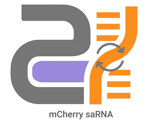 mCherry saRNA