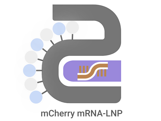 mCherry mRNA-LNP