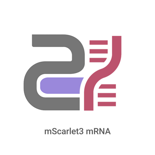 Logo of mScarlet3 mRNA with gray, purple, and red design elements on a white background